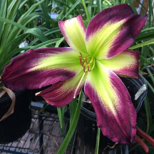 Darkly Bright